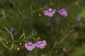 Agalinis tenuifolia 2.jpg