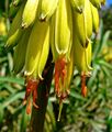 Aloe striatula 4.jpg