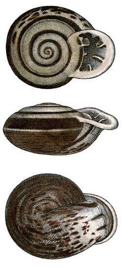 Anostoma octodentatum shell.jpg