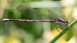 Argia violacea fumipennis.jpg