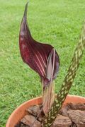 Arisaema speciosum 200614-04.jpg