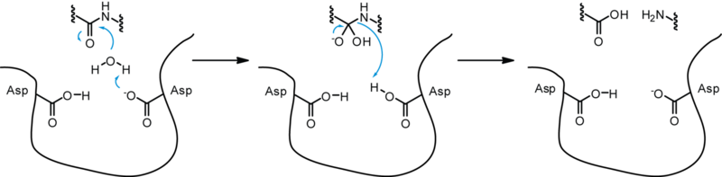 File:Aspartyl protease mechanism.png