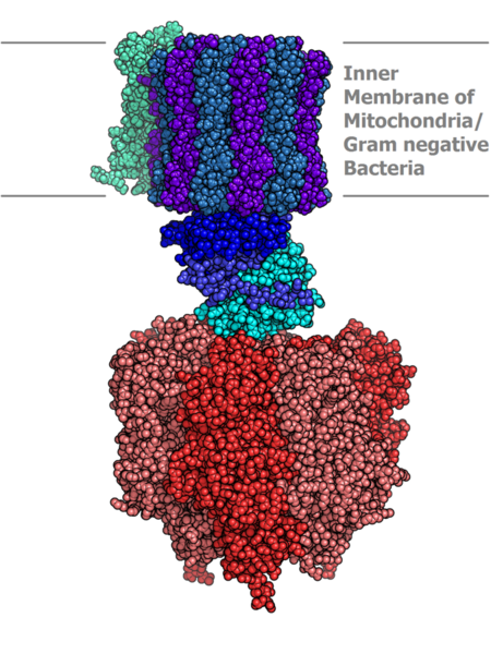 File:Atp synthase.PNG