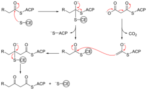 Beta ketoacyl synthase mechanism