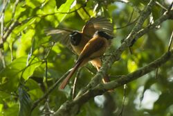 Black-and-Cinnamon Fantail - Mindanao - Philippines H8O0954 (19433913741).jpg