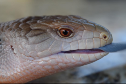 Blue tongue skink by Rowan Wolf.png