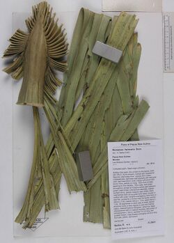 Borassus heineanus, Papua New Guinea by Herbarium of the University of Aarhus - DSCN5780.jpg