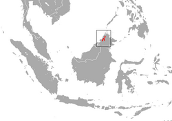 Bornean Water Shrew area.png