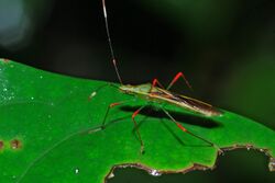 Broad-headed Bug (Stenocoris sp.) (Alydidae) (7079902621).jpg