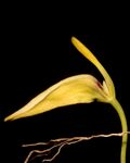 Bulbophyllum Restrepia01-raab bustamante - cropped..jpg