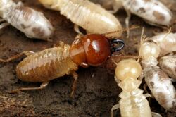 CSIRO ScienceImage 3639 Mastotermes darwiniensis Giant Northern Termite.jpg