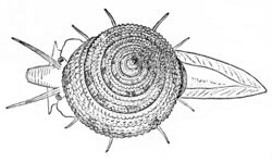 Calliostoma bairdii drawing.jpg