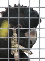 Closeup of the face of a large black cockatoo with yellow cheek patch, with its pale grey foot in the foreground. It is peering between the bars of what appears to be part of a cage or aviary.