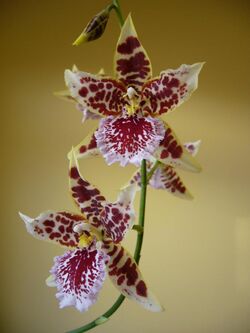 Cambria orchid.JPG