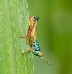 Caryanda spuria, Umbulharjo, 2014-04-16 05.jpg