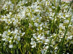 Cochlearia anglica 01.jpg