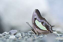 Common Nawab Butterfly(Polyura athamas) puddling in Buxa Tiger Reserve.