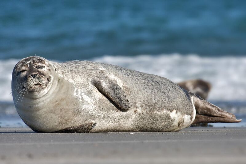 File:Common Seal Phoca vitulina.jpg