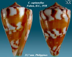 Conus capitanellus 2.jpg