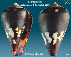 Conus franciscoi 1.jpg