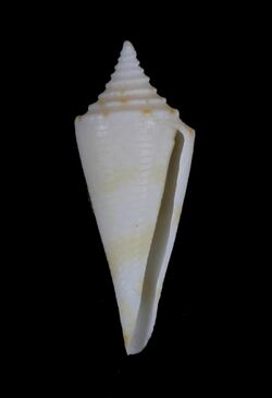 Conus saecularis.JPG