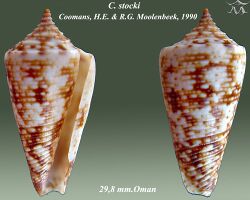 Conus stocki 1.jpg