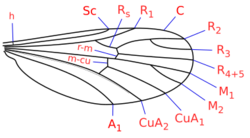 Corethrella wing veins.svg