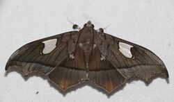 Crambid Moth (Midila quadrifenestrata) (26011995318).jpg