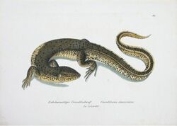 Crocodilurus amazonicus Schinz.JPG