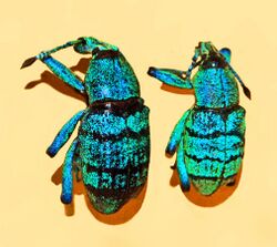 Curculionidae - Eupholus geoffroyi.JPG