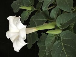 Datura innoxia Mill. flower, buds and foliage.jpg