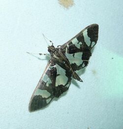 Desmia ufeus (7408051672).jpg