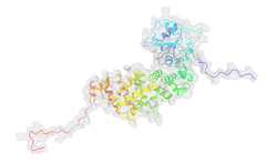 E. coli poly(A) polymerase full reconstructed structure.png