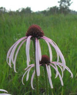 Echinacea simulata.jpg