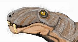 Eotitanosuchus head.jpg