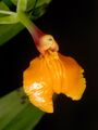Epidendrum pseudepidendrum Orchi 009.jpg