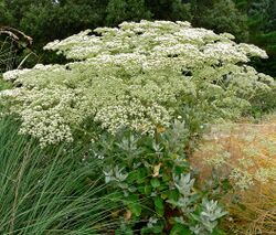 Eriogonum giganteum 1.jpg