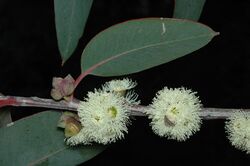 Eucalyptus boliviana.jpg
