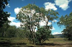 Eucalyptus neglecta.jpg