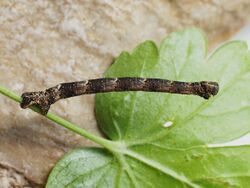 Eulithis prunata (larva) - The Phoenix (caterpillar) - Ночная пяденица смородинная (гусеница) (29114710838).jpg