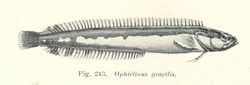 FMIB 45733 Ophiclinus gracilis.jpeg