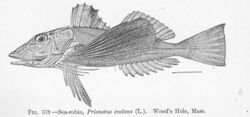 FMIB 52150 Sea-robin, Prionotus evolans 9L) Wood's Hole, Mass.jpeg