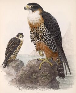 Falco deiroleucus 1902.jpg