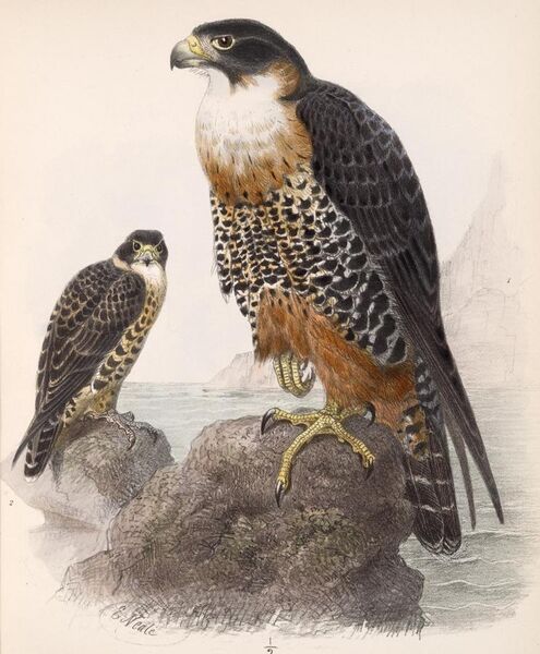 File:Falco deiroleucus 1902.jpg