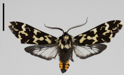 Galethalea davidi, from the Ecuadorean Andes, with aposematic coloration.png