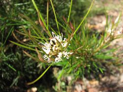 Grevillea neurophylla subsp. fluviatilis.JPG
