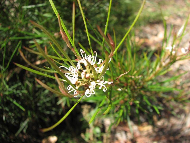 File:Grevillea neurophylla subsp. fluviatilis.JPG