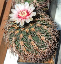 Gymnocalycium spegazzinii 3 Succulents exhibition in Botanical Garden of Charles University 2016.jpg