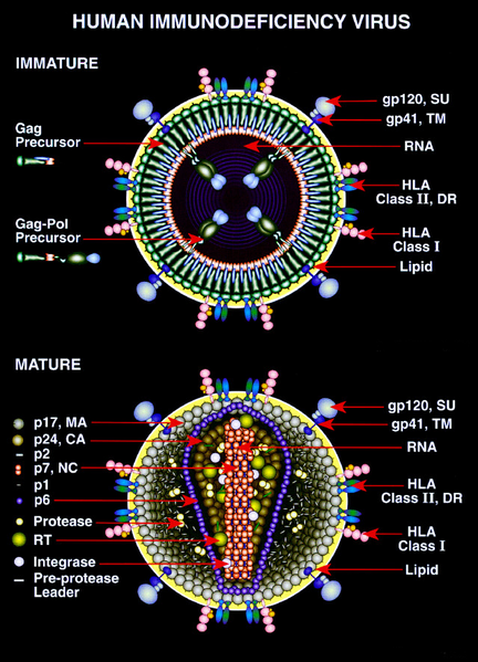 File:HIV Mature and Immature.PNG