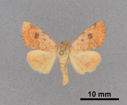 Heliocheilus turbata MEM354366.jpg